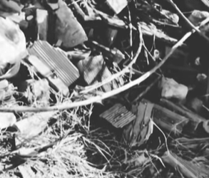 T1604021 Rescue of a family of abandoned dogs❤️ #heroes#rescue#family part2