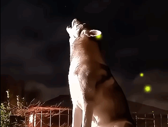 T2705020 wolf pack howled for help at this familys window and then part2