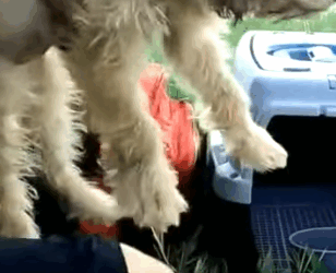 T0506050 Dog Waits In Tears For Several Days Longing for His Owner to Come Back to Pick Him Up part2