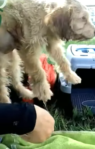 T0506050 Dog Waits In Tears For Several Days Longing for His Owner to Come Back to Pick Him Up part2