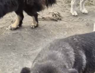 T1604020 Rescue of a dog in a suit and abandoned part2