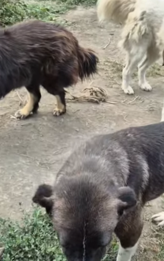 T1604020 Rescue of a dog in a suit and abandoned part2