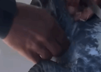 T2705013 Rescue turtles part2