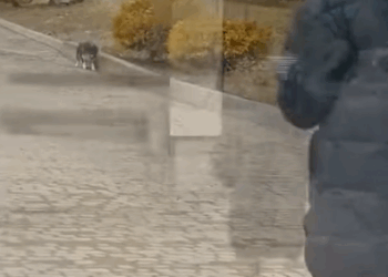 T0506031 Abandoned Dog Waiting Near Door for Days in Hope her Owner Come Back for Her part2