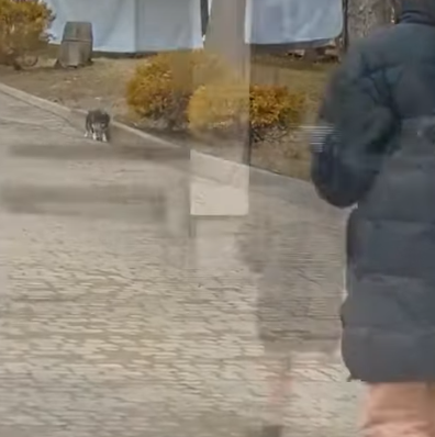 T0506031 Abandoned Dog Waiting Near Door for Days in Hope her Owner Come Back for Her part2