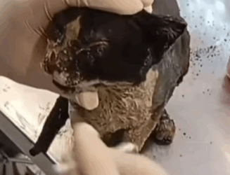 T1604032 Rescue of a cat in difficulty that the house caught fire part2