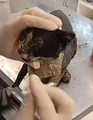 T1604032 Rescue of a cat in difficulty that the house caught fire part2