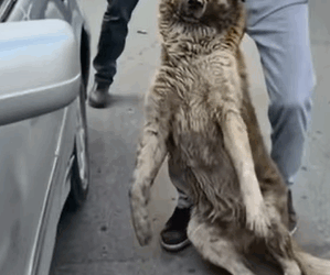 T1604018 Rescue of a dog hit by a car is abandoned under the car❤️ part2