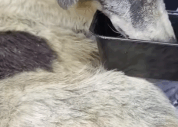 T2705005 Rescued a dog abandoned in the middle of the street part2