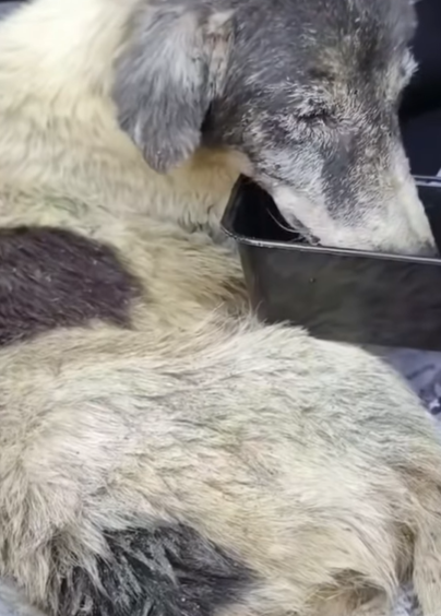 T2705005 Rescued a dog abandoned in the middle of the street part2