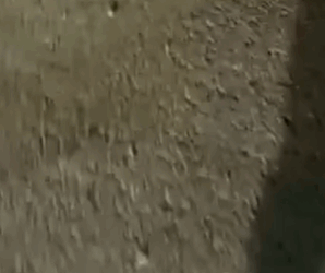 T0506040 A stray mother dog gave birth to five puppies but four of them were crushedIt refused to let it go part2