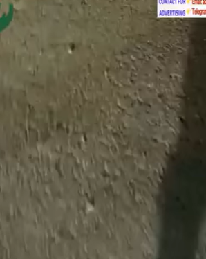 T0506040 A stray mother dog gave birth to five puppies but four of them were crushedIt refused to let it go part2