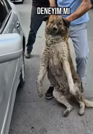 T1604005 Rescue of a dog hit by a car and abandoned in the middle of the street part2