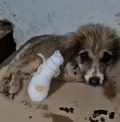 T1705015 Rescue of a little dog abandoned in a cardboard box part2