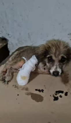 T1705015 Rescue of a little dog abandoned in a cardboard box part2