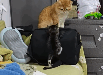 T1605002 Oh my god, a newborn baby kitten was found under the car, its umbilical cord was hanging together#usa🇺🇸 #animalsoftiktok #rescue #cat part2