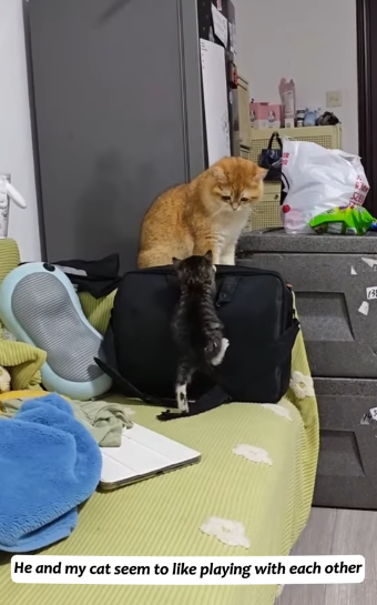 T1605002 Oh my god, a newborn baby kitten was found under the car, its umbilical cord was hanging together#usa🇺🇸 #animalsoftiktok #rescue #cat part2