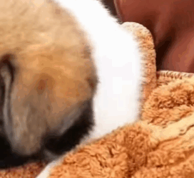 T1505013 Rescue of a small dog abandoned in the middle of the country part2