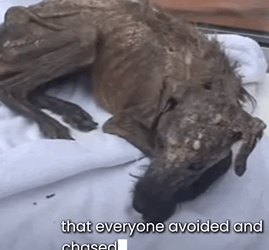 D1705011 Left to Starve Saved by Love Dog Second Chance part2