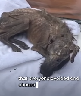 D1705011 Left to Starve Saved by Love Dog Second Chance part2