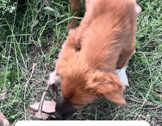 T2105017 Glimmer of Hope Rescuing Trapped Dog part2