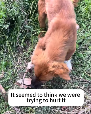 T2105017 Glimmer of Hope Rescuing Trapped Dog part2