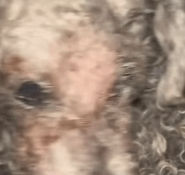 T2305002 Rescued an abandoned dog in the street part2