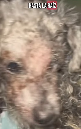 T2305002 Rescued an abandoned dog in the street part2