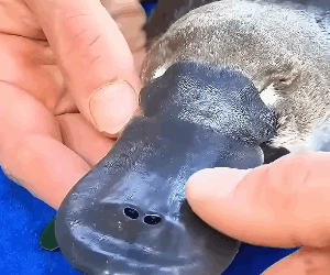 T2505002 A man rescued a platypus tangled in fishing line and then part2