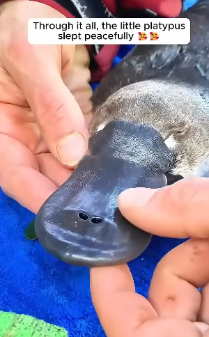 T2505002 A man rescued a platypus tangled in fishing line and then part2