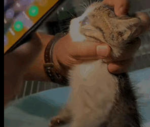 T0406025 Rescue of a small kitten abandoned in the middle of the highway part2