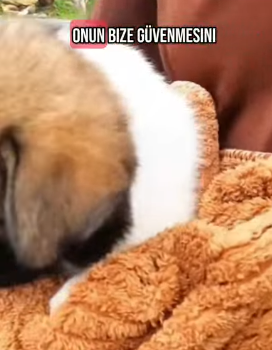 T1505013 Rescue of a small dog abandoned in the middle of the country part2