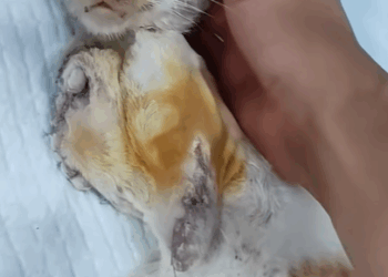 T2705003 Rescue the cat with two broken legs cat trending xuhuong fyp pet part2
