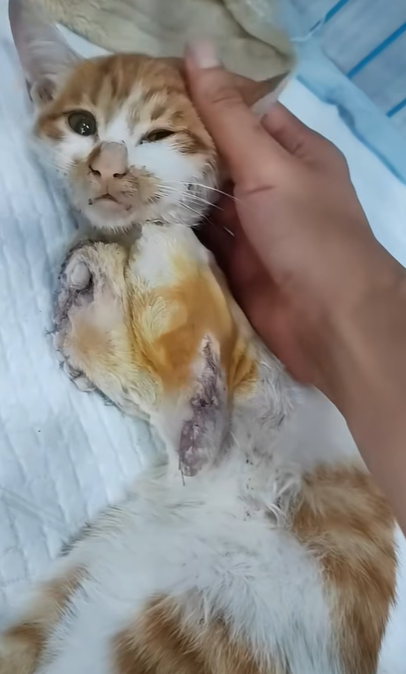 T2705003 Rescue the cat with two broken legs cat trending xuhuong fyp pet part2