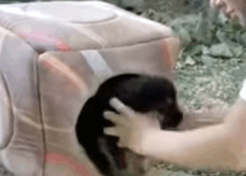 T0506049 Dumped Tiny Puppy Cried Howled and Called Mom Until Someone Heard Him part2