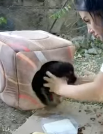 T0506049 Dumped Tiny Puppy Cried Howled and Called Mom Until Someone Heard Him part2