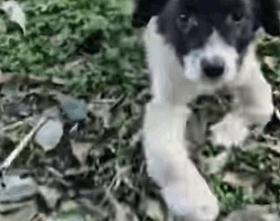 T1604028 Please continue donating to save These paralyzed dogs❤️ part2