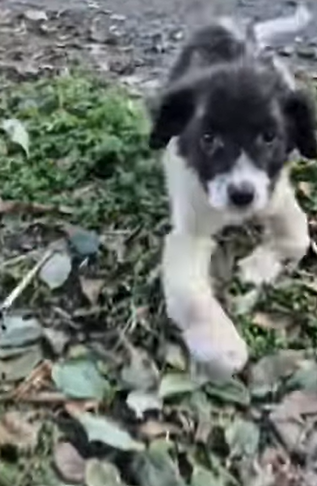 T1604028 Please continue donating to save These paralyzed dogs❤️ part2