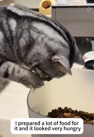 T2705011 Rescue stray cats rescuecat fyp foryoupage poor save move fyp part2