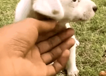 T0506041 Abandoned poor puppy didn t deserve to be treated like this after his mom part2