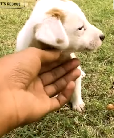 T0506041 Abandoned poor puppy didn t deserve to be treated like this after his mom part2