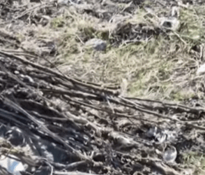 T1604010 Rescue of 5 abandoned puppies in a countryside❤️ #heroes part2