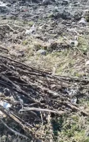 T1604010 Rescue of 5 abandoned puppies in a countryside❤️ #heroes part2