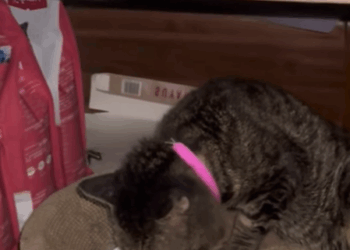 T2705004 Rescued — but still scared of footsteps part2