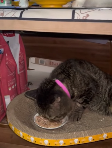 T2705004 Rescued — but still scared of footsteps part2