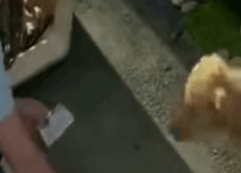 T0506033 Desperate Sick Mother Dog Helps Us to Save her Puppies before Rainstorm part2