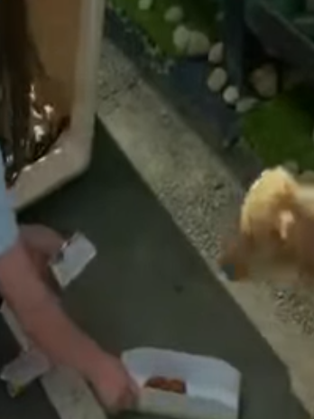 T0506033 Desperate Sick Mother Dog Helps Us to Save her Puppies before Rainstorm part2