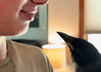 T2705027 This family found and adopted baby crow lost its mother animals part2