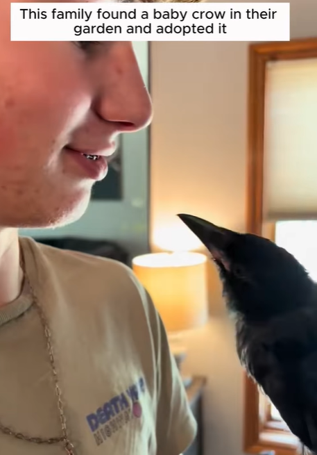 T2705027 This family found and adopted baby crow lost its mother animals part2
