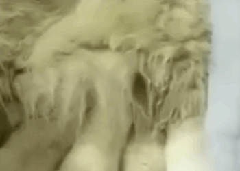 T0506048 The Smiling Angel That Was Abandoned part2